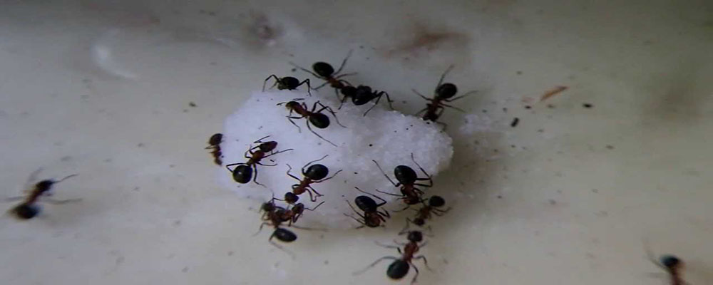 How do I get rid of an ant infestation?