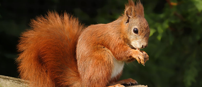 squirrel-red